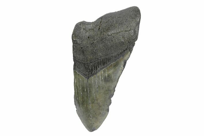 Partial, Fossil Megalodon Tooth - South Carolina #181142